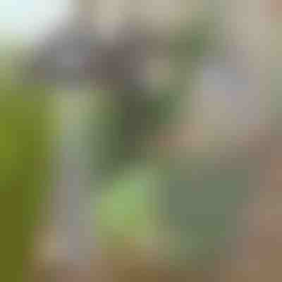 Azada de jardín para facilitar la eliminación de malas hierbas | GRASSOE